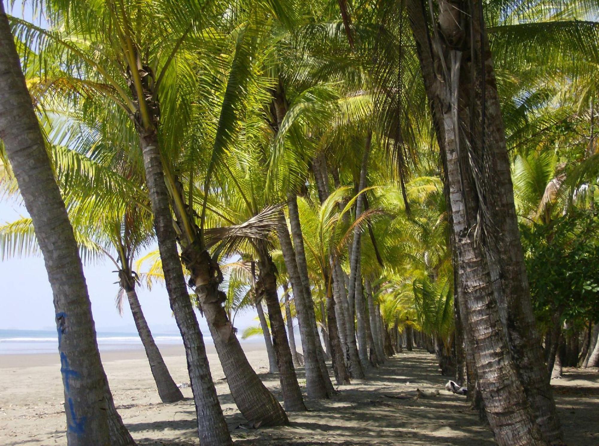 Hotel La Palapa Eco Lodge Resort Portalón Exterior foto